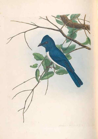 Reproducción/Reproduction 32621359398: A natural history of the birds of New South Wales collected, engraved, and faithfully painted after nature /. London :Printed for J.H. Bohte,1822.. 