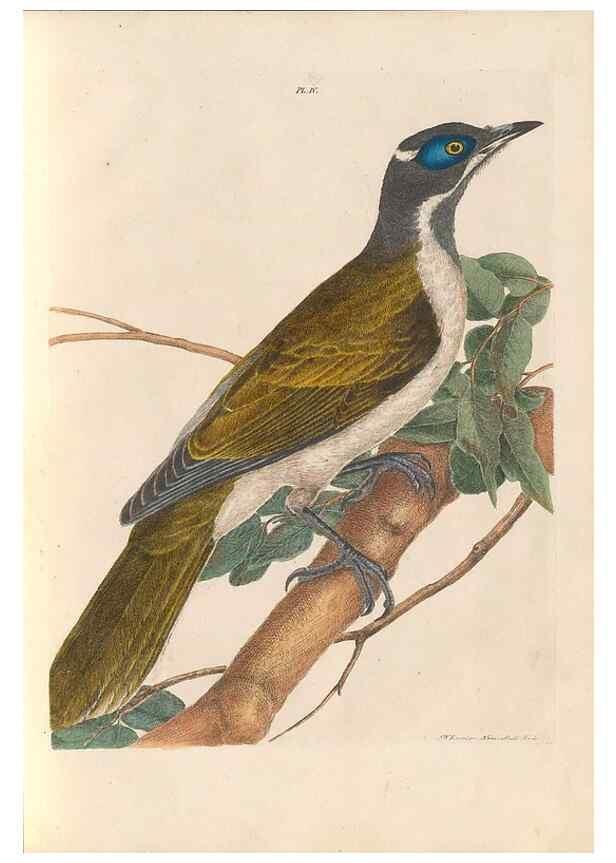 Reproducción/Reproduction 31554363597: A natural history of the birds of New South Wales collected, engraved, and faithfully painted after nature /. London :Printed for J.H. Bohte,1822.. 