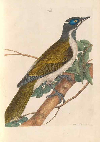 Reproducción/Reproduction 31554363597: A natural history of the birds of New South Wales collected, engraved, and faithfully painted after nature /. London :Printed for J.H. Bohte,1822.. 