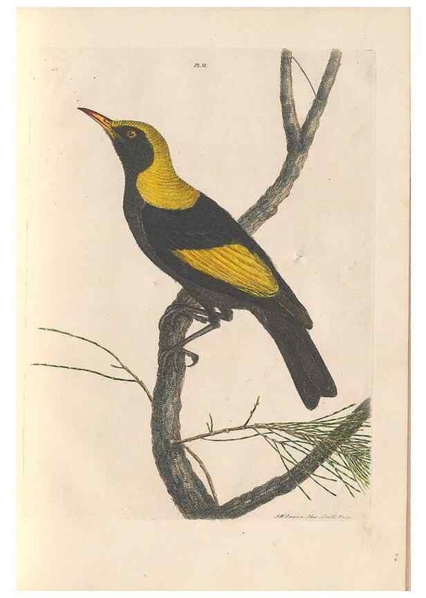 Reproducción/Reproduction 45581167955: A natural history of the birds of New South Wales collected, engraved, and faithfully painted after nature /. London :Printed for J.H. Bohte,1822.. 