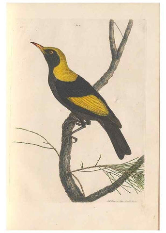 Reproducción/Reproduction 45581167955: A natural history of the birds of New South Wales collected, engraved, and faithfully painted after nature /. London :Printed for J.H. Bohte,1822.. 