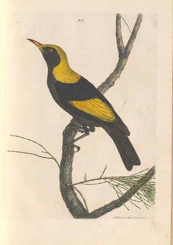Reproducción/Reproduction 45581167955: A natural history of the birds of New South Wales collected, engraved, and faithfully painted after nature /. London :Printed for J.H. Bohte,1822.. 