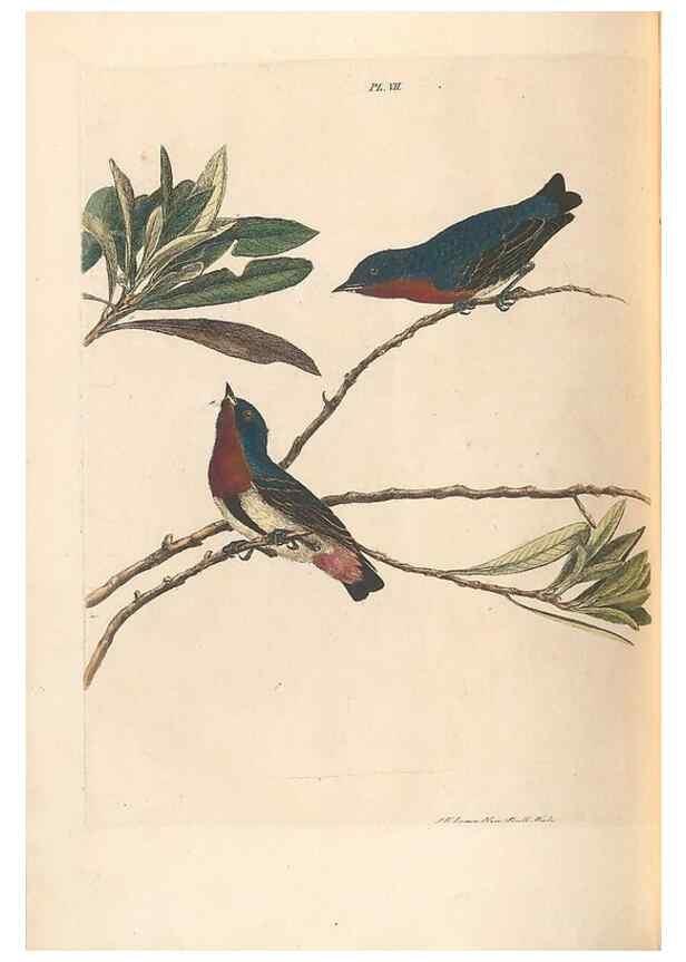 Reproducción/Reproduction 45770839054: A natural history of the birds of New South Wales collected, engraved, and faithfully painted after nature /. London :Printed for J.H. Bohte,1822.. 