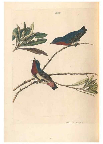 Reproducción/Reproduction 45770839054: A natural history of the birds of New South Wales collected, engraved, and faithfully painted after nature /. London :Printed for J.H. Bohte,1822.. 