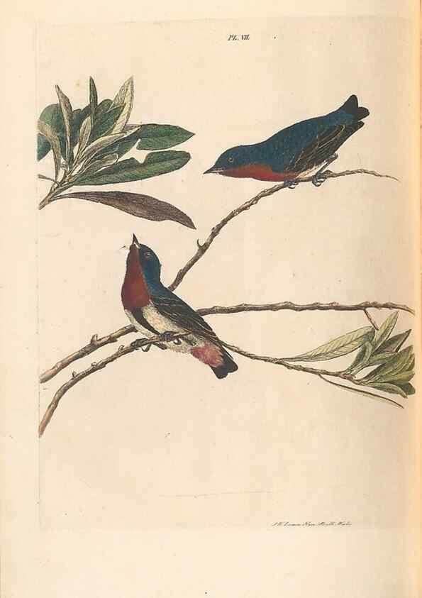 Reproducción/Reproduction 45770839054: A natural history of the birds of New South Wales collected, engraved, and faithfully painted after nature /. London :Printed for J.H. Bohte,1822.. 
