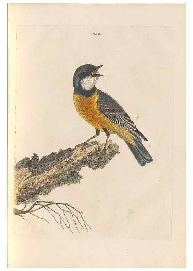 Reproducción/Reproduction 44677404320: A natural history of the birds of New South Wales collected, engraved, and faithfully painted after nature /. London :Printed for J.H. Bohte,1822.. 