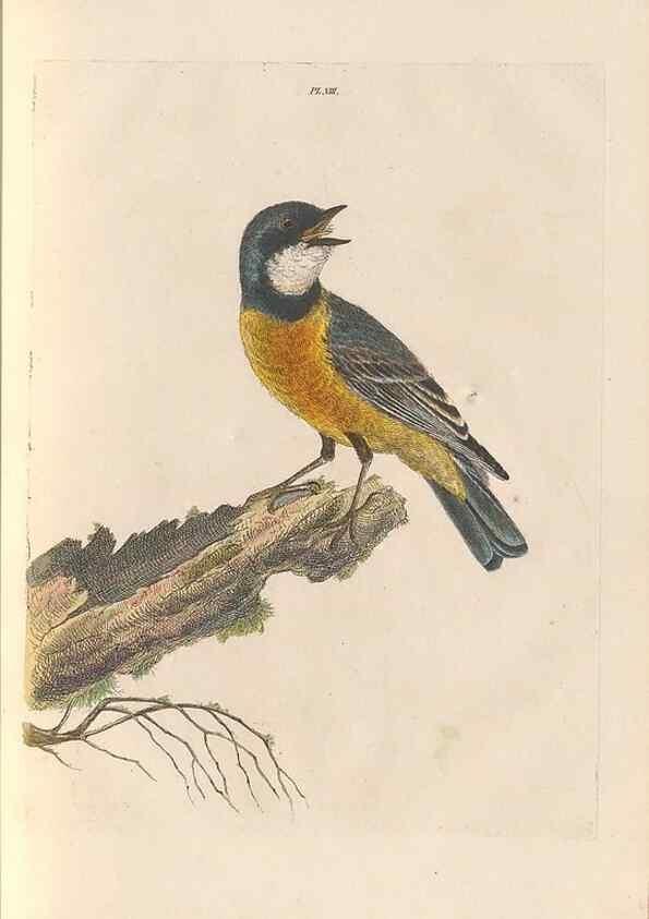 Reproducción/Reproduction 44677404320: A natural history of the birds of New South Wales collected, engraved, and faithfully painted after nature /. London :Printed for J.H. Bohte,1822.. 