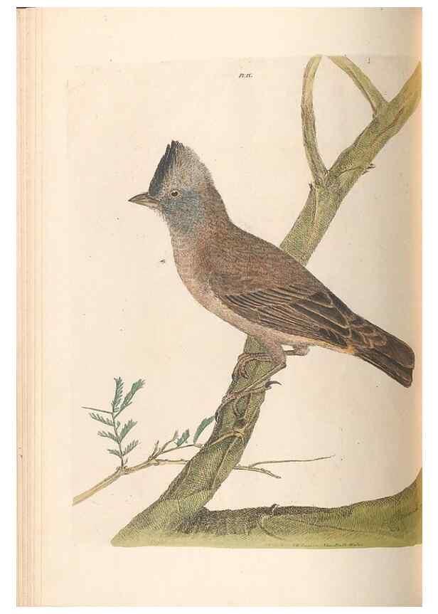 Reproducción/Reproduction 45581172135: A natural history of the birds of New South Wales collected, engraved, and faithfully painted after nature /. London :Printed for J.H. Bohte,1822.. 