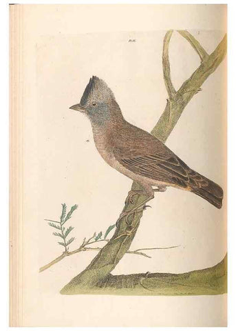 Reproducción/Reproduction 45581172135: A natural history of the birds of New South Wales collected, engraved, and faithfully painted after nature /. London :Printed for J.H. Bohte,1822.. 
