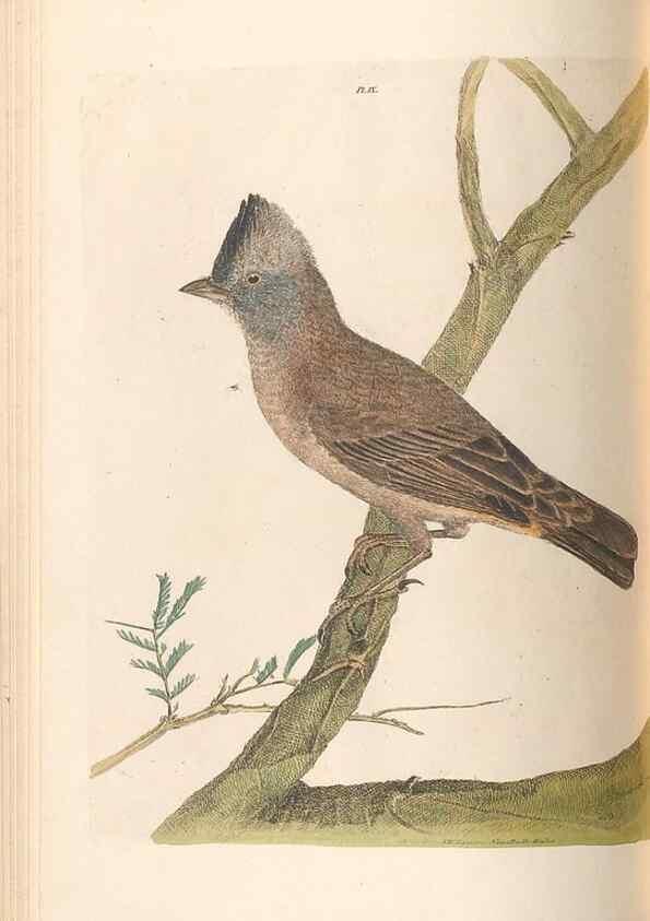 Reproducción/Reproduction 45581172135: A natural history of the birds of New South Wales collected, engraved, and faithfully painted after nature /. London :Printed for J.H. Bohte,1822.. 