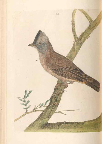 Reproducción/Reproduction 45581172135: A natural history of the birds of New South Wales collected, engraved, and faithfully painted after nature /. London :Printed for J.H. Bohte,1822.. 