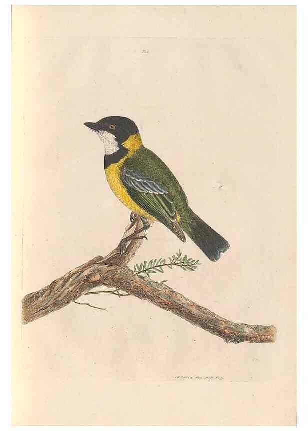 Reproducción/Reproduction 45581173485: A natural history of the birds of New South Wales collected, engraved, and faithfully painted after nature /. London :Printed for J.H. Bohte,1822.. 