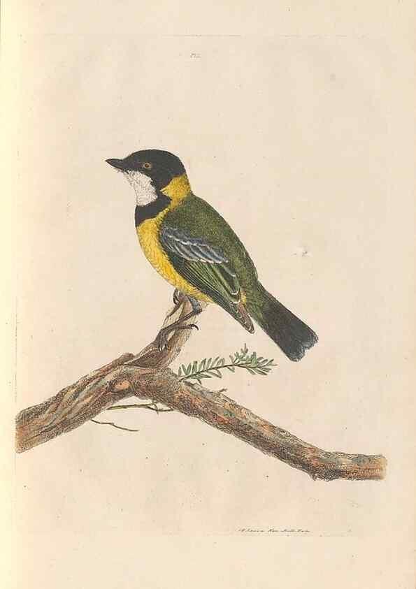 Reproducción/Reproduction 45581173485: A natural history of the birds of New South Wales collected, engraved, and faithfully painted after nature /. London :Printed for J.H. Bohte,1822.. 