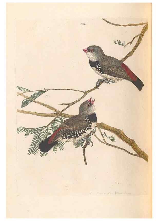 Reproducción/Reproduction 32621577748: A natural history of the birds of New South Wales collected, engraved, and faithfully painted after nature /. London :Printed for J.H. Bohte,1822.. 