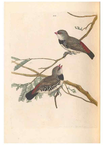 Reproducción/Reproduction 32621577748: A natural history of the birds of New South Wales collected, engraved, and faithfully painted after nature /. London :Printed for J.H. Bohte,1822.. 