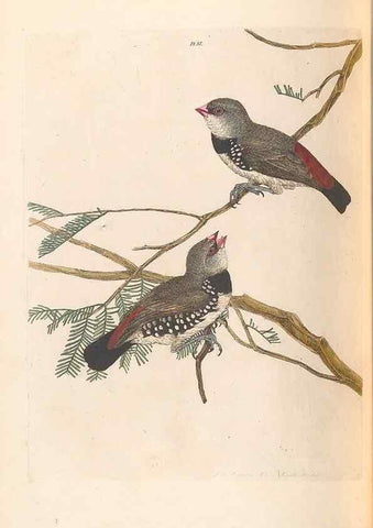Reproducción/Reproduction 32621577748: A natural history of the birds of New South Wales collected, engraved, and faithfully painted after nature /. London :Printed for J.H. Bohte,1822.. 