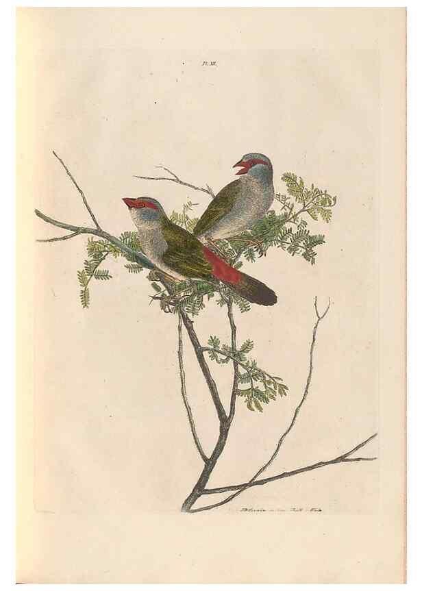 Reproducción/Reproduction 45581175385: A natural history of the birds of New South Wales collected, engraved, and faithfully painted after nature /. London :Printed for J.H. Bohte,1822.. 