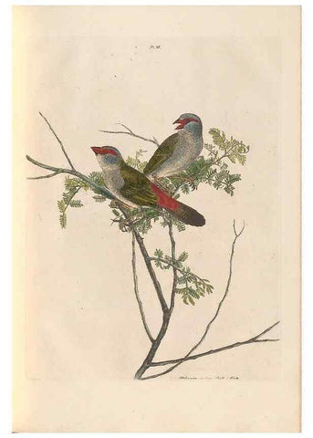 Reproducción/Reproduction 45581175385: A natural history of the birds of New South Wales collected, engraved, and faithfully painted after nature /. London :Printed for J.H. Bohte,1822.. 