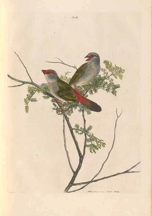Reproducción/Reproduction 45581175385: A natural history of the birds of New South Wales collected, engraved, and faithfully painted after nature /. London :Printed for J.H. Bohte,1822.. 