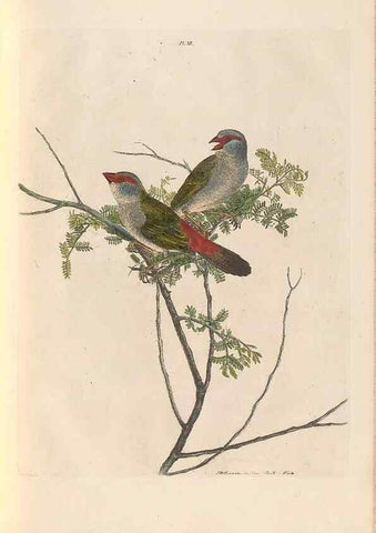 Reproducción/Reproduction 45581175385: A natural history of the birds of New South Wales collected, engraved, and faithfully painted after nature /. London :Printed for J.H. Bohte,1822.. 