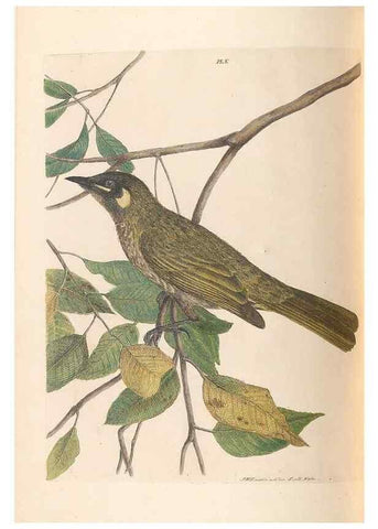Reproducción/Reproduction 31554364627: A natural history of the birds of New South Wales collected, engraved, and faithfully painted after nature /. London :Printed for J.H. Bohte,1822.. 