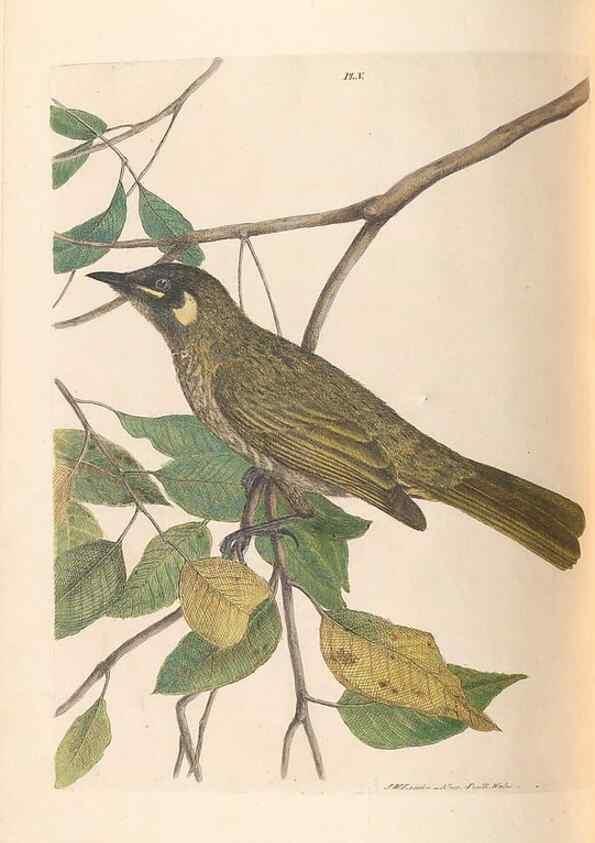 Reproducción/Reproduction 31554364627: A natural history of the birds of New South Wales collected, engraved, and faithfully painted after nature /. London :Printed for J.H. Bohte,1822.. 