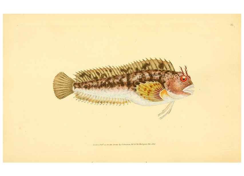 Reproducción/Reproduction 45880279751: The natural history of British fishes :. London :Printed for the author, and for F. and C. Rivington,1802-08.. 