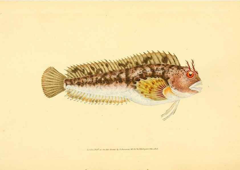 Reproducción/Reproduction 45880279751: The natural history of British fishes :. London :Printed for the author, and for F. and C. Rivington,1802-08.. 