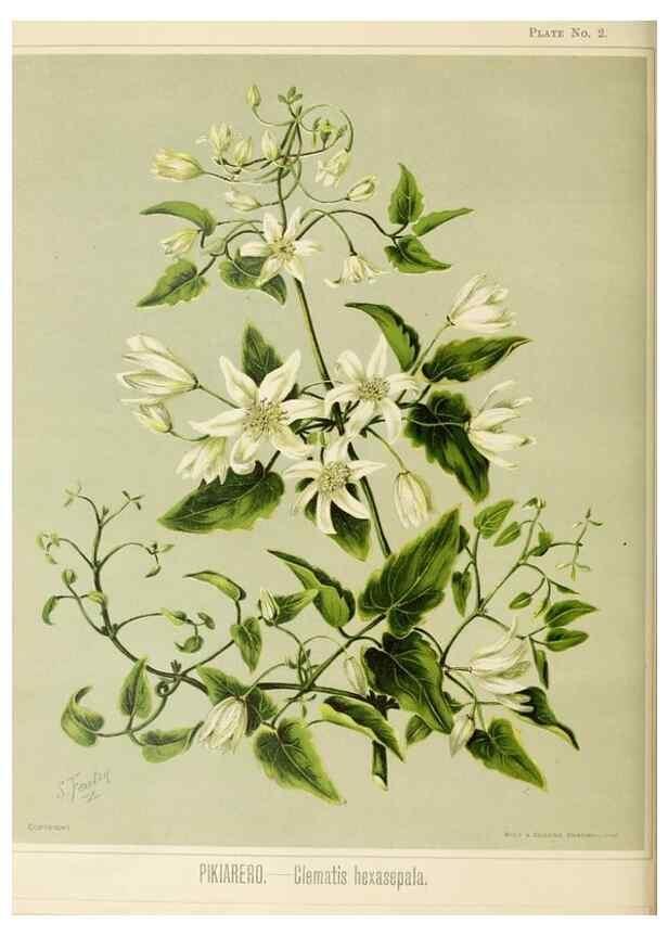 Reproducción/Reproduction 44365488090: Art album of New Zealand flora.. Wellington, N.Z.Bock & Cousins[1889]. 