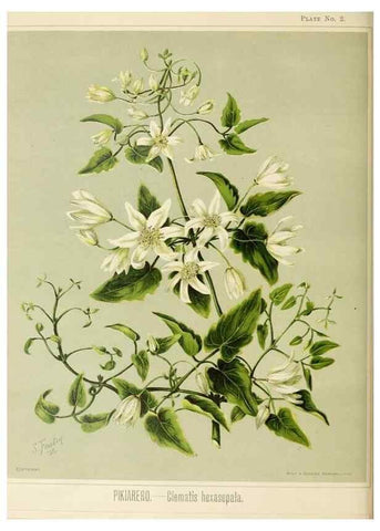 Reproducción/Reproduction 44365488090: Art album of New Zealand flora.. Wellington, N.Z.Bock & Cousins[1889]. 