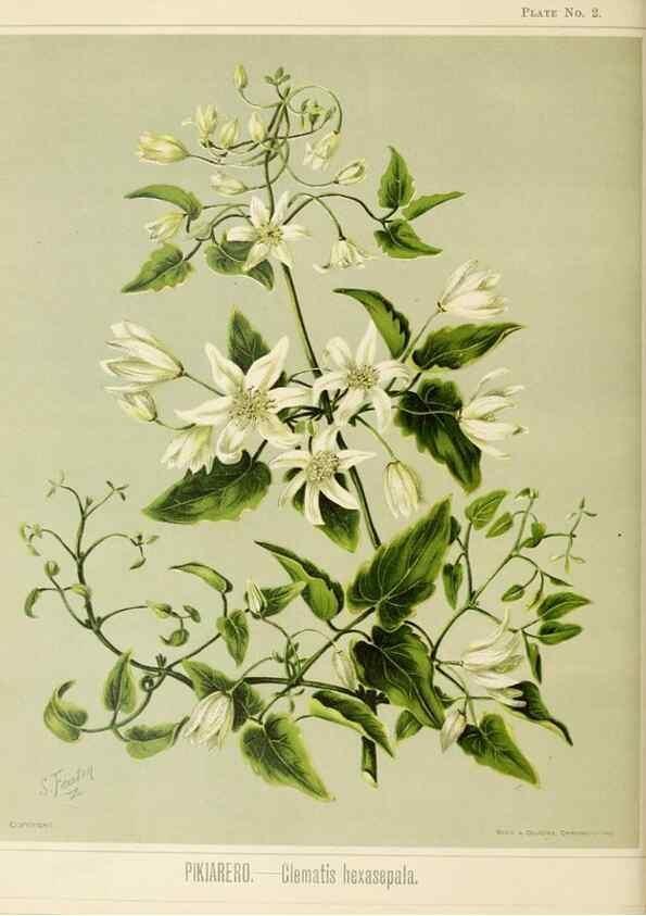 Reproducción/Reproduction 44365488090: Art album of New Zealand flora.. Wellington, N.Z.Bock & Cousins[1889]. 