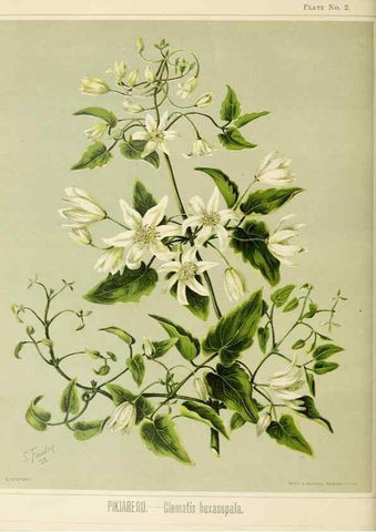 Reproducción/Reproduction 44365488090: Art album of New Zealand flora.. Wellington, N.Z.Bock & Cousins[1889]. 