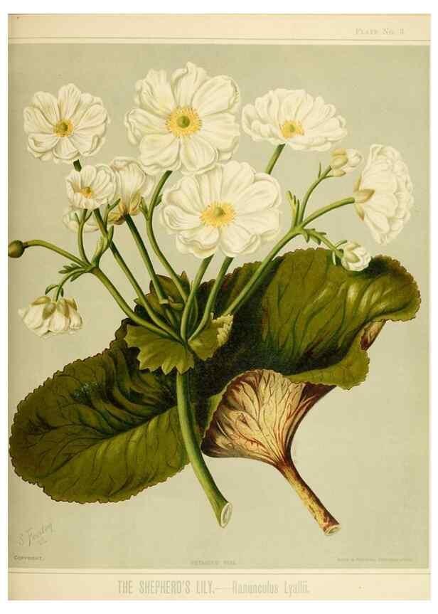 Reproducción/Reproduction 44365490880: Art album of New Zealand flora.. Wellington, N.Z.Bock & Cousins[1889]. 