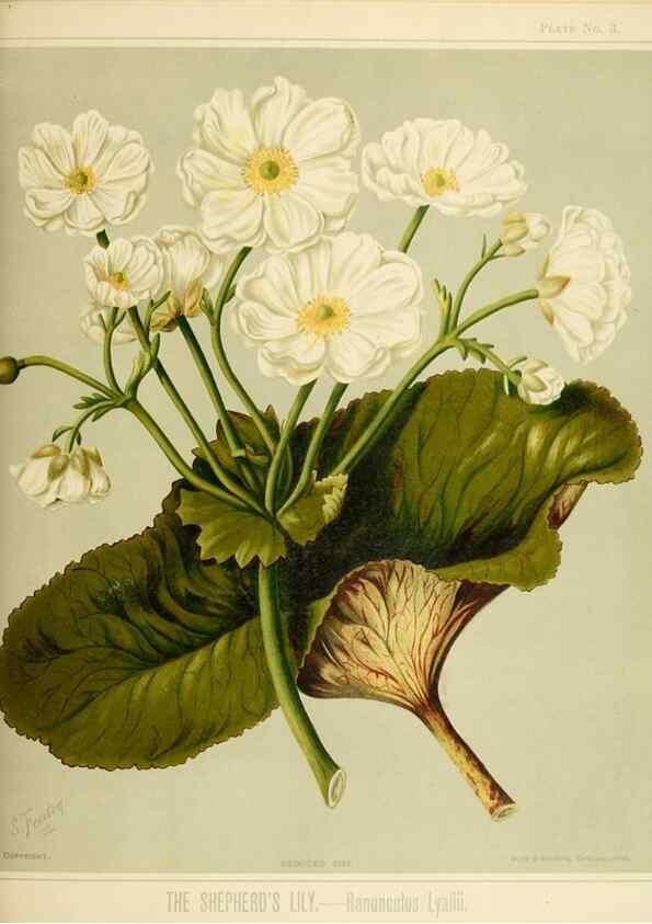 Reproducción/Reproduction 44365490880: Art album of New Zealand flora.. Wellington, N.Z.Bock & Cousins[1889]. 