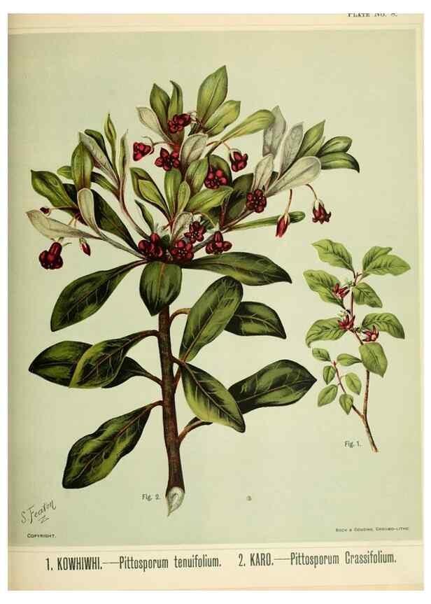 Reproducción/Reproduction 32310702718: Art album of New Zealand flora.. Wellington, N.Z.Bock & Cousins[1889]. 
