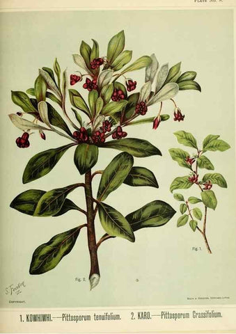 Reproducción/Reproduction 32310702718: Art album of New Zealand flora.. Wellington, N.Z.Bock & Cousins[1889]. 