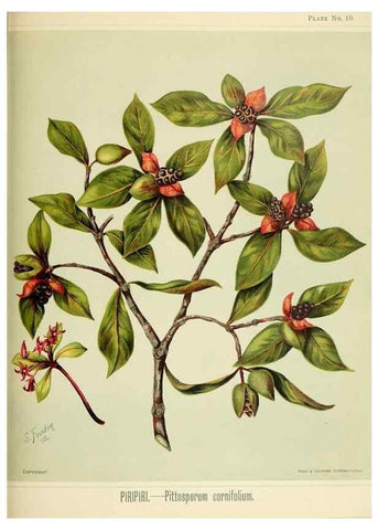 Reproducción/Reproduction 32310703398: Art album of New Zealand flora.. Wellington, N.Z.Bock & Cousins[1889]. 