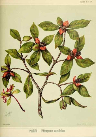 Reproducción/Reproduction 32310703398: Art album of New Zealand flora.. Wellington, N.Z.Bock & Cousins[1889]. 