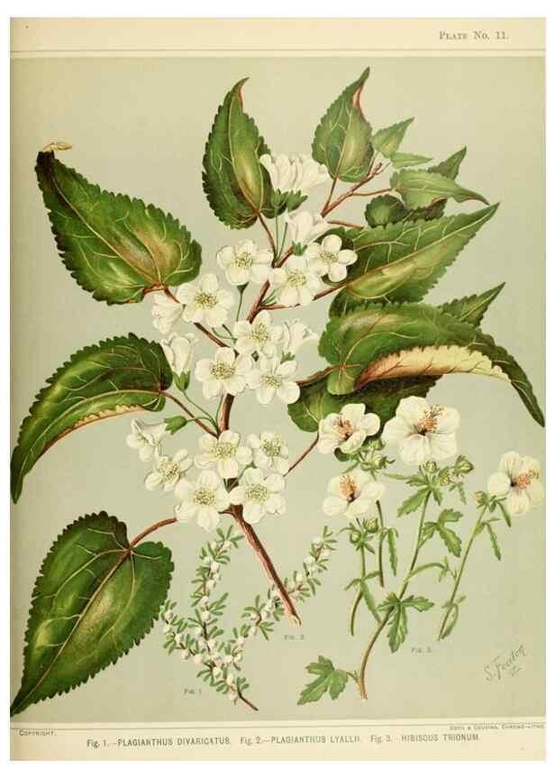 Reproducción/Reproduction 45270188095: Art album of New Zealand flora.. Wellington, N.Z.Bock & Cousins[1889]. 
