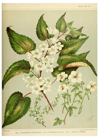 Reproducción/Reproduction 45270188095: Art album of New Zealand flora.. Wellington, N.Z.Bock & Cousins[1889]. 