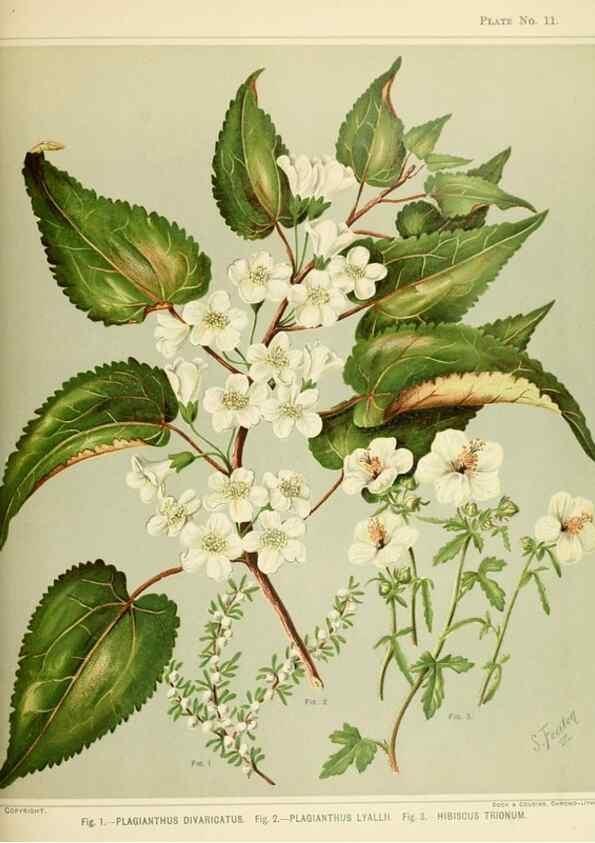 Reproducción/Reproduction 45270188095: Art album of New Zealand flora.. Wellington, N.Z.Bock & Cousins[1889]. 