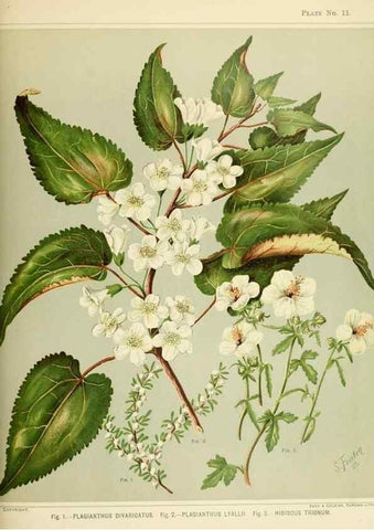 Reproducción/Reproduction 45270188095: Art album of New Zealand flora.. Wellington, N.Z.Bock & Cousins[1889]. 