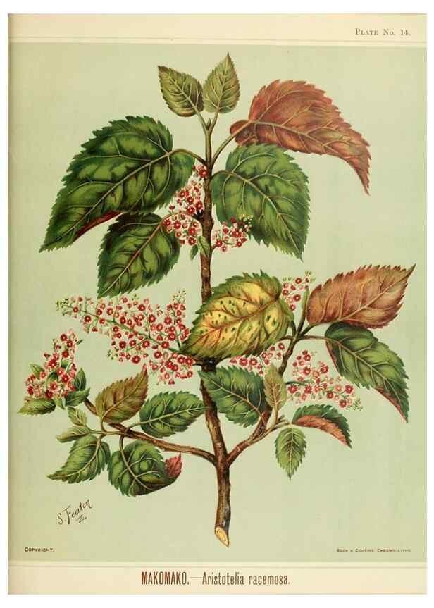 Reproducción/Reproduction 45270188725: Art album of New Zealand flora.. Wellington, N.Z.Bock & Cousins[1889]. 