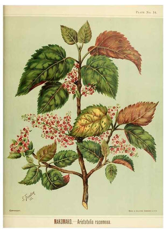 Reproducción/Reproduction 45270188725: Art album of New Zealand flora.. Wellington, N.Z.Bock & Cousins[1889]. 