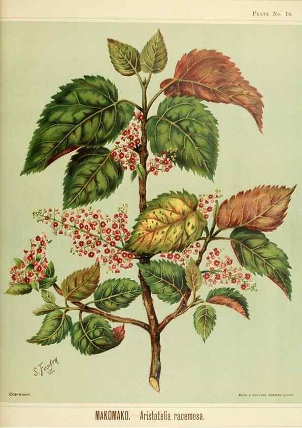 Reproducción/Reproduction 45270188725: Art album of New Zealand flora.. Wellington, N.Z.Bock & Cousins[1889]. 