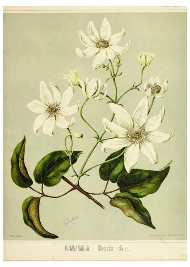 Reproducción/Reproduction 46132228862: Art album of New Zealand flora.. Wellington, N.Z.Bock & Cousins[1889]. 