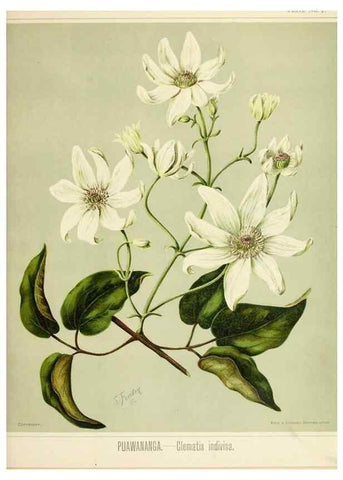 Reproducción/Reproduction 46132228862: Art album of New Zealand flora.. Wellington, N.Z.Bock & Cousins[1889]. 