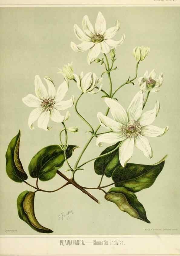 Reproducción/Reproduction 46132228862: Art album of New Zealand flora.. Wellington, N.Z.Bock & Cousins[1889]. 