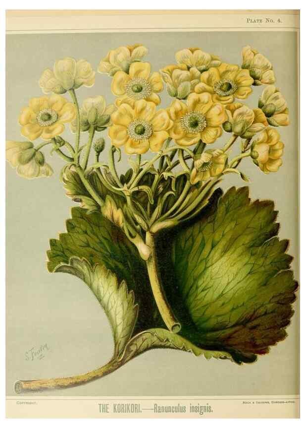 Reproducción/Reproduction 31243628697: Art album of New Zealand flora.. Wellington, N.Z.Bock & Cousins[1889]. 