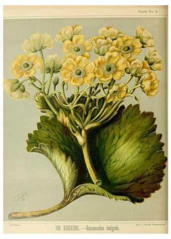 Reproducción/Reproduction 31243628697: Art album of New Zealand flora.. Wellington, N.Z.Bock & Cousins[1889]. 